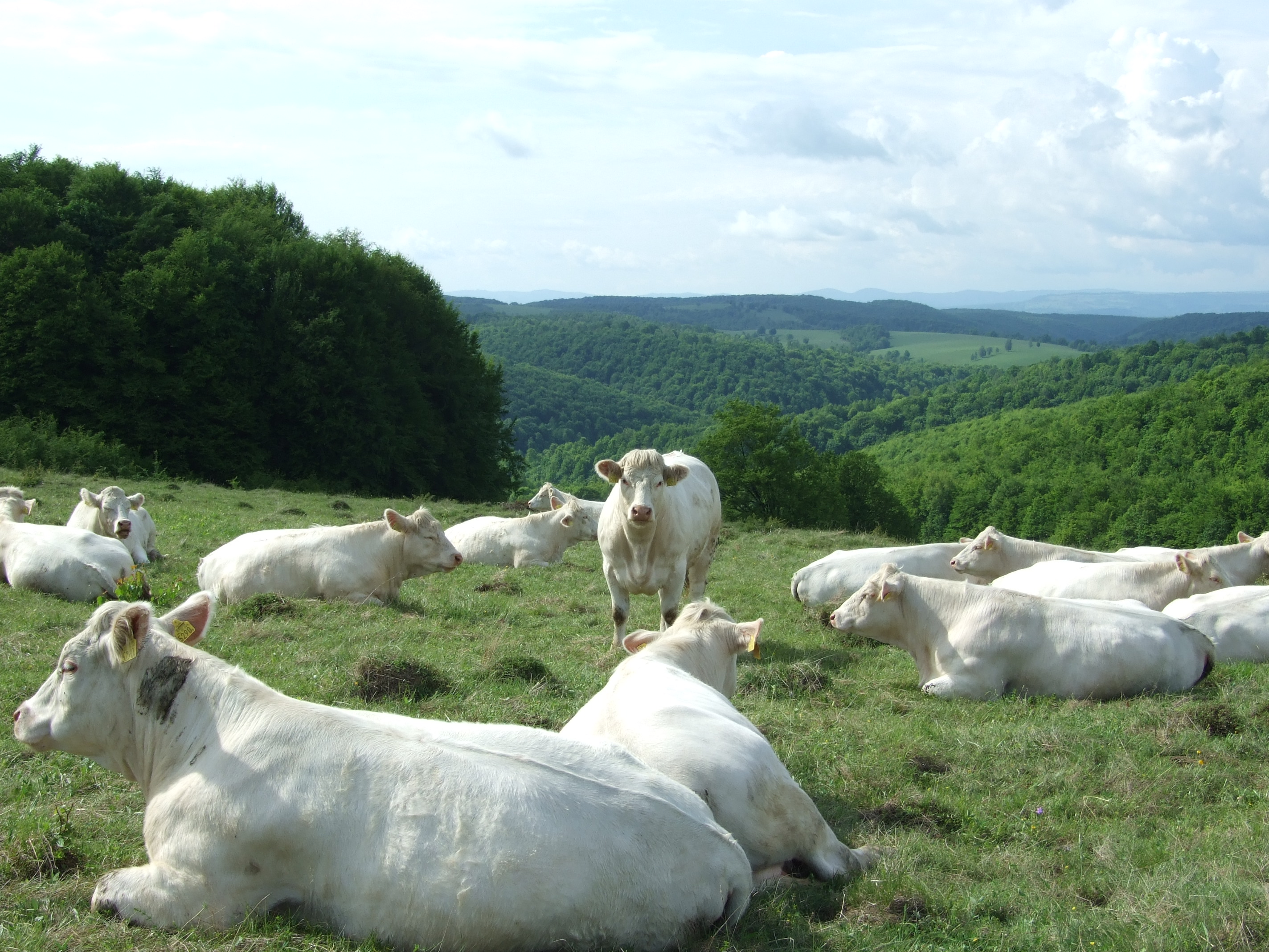 Conferinţă pe tema creşterii bovinelor de carne